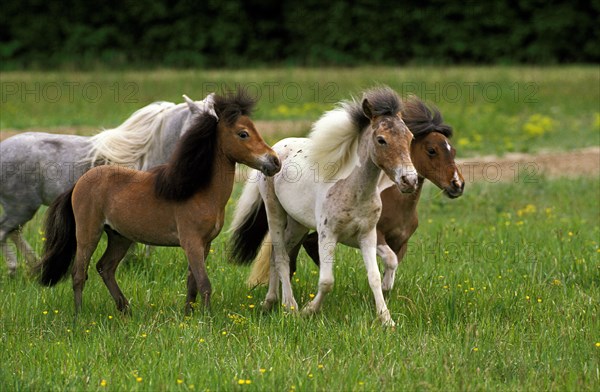 American Miniature Horse
