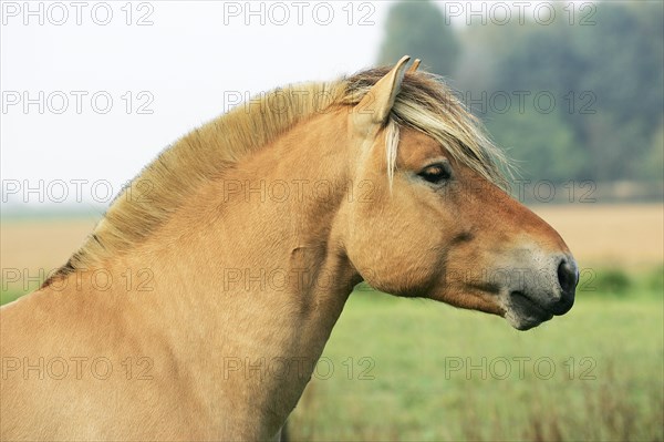 NORWEGIAN FJORD HORSE