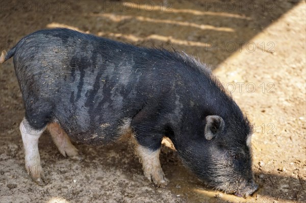 Pot-bellied pig