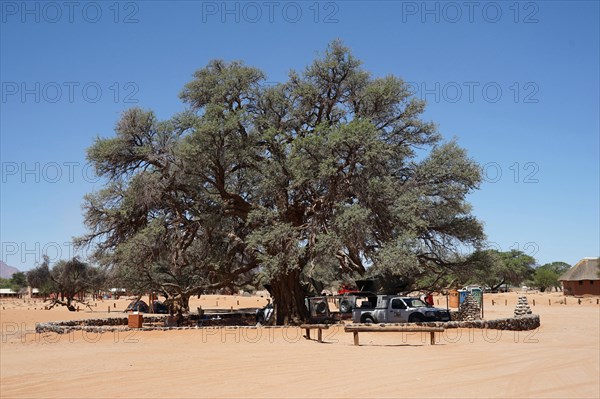 Camelthorn tree