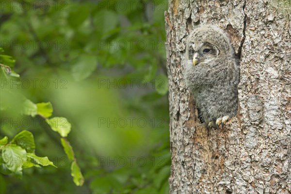 Ural owl