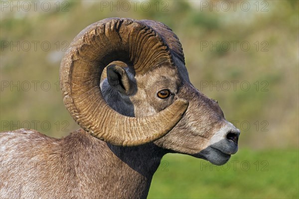 Bighorn sheep