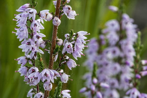 Close up of common heather