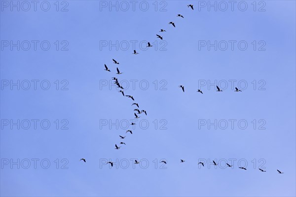 Flock of Greater white fronted goose