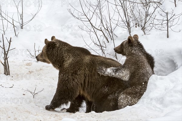 Female and 1-year-old European brown bear