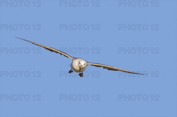 Northern fulmar