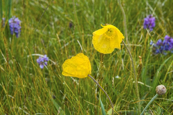 (Papaver) tianschanicum, Sary Jaz valley, Issyk Kul region, Kyrgyzstan, Asia