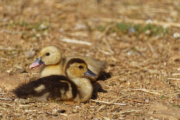 Ducklings