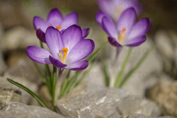 Woodland crocus