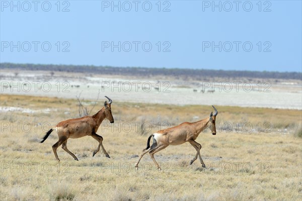 Hartebeest