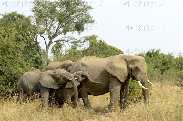 African elephant