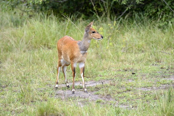 Common duiker