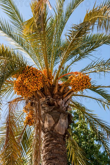 Date palm