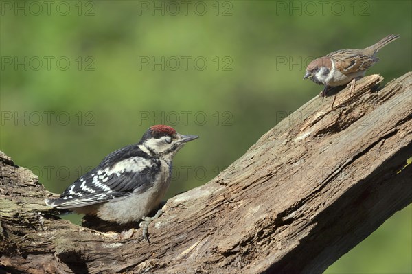 Young spotted woodpecker