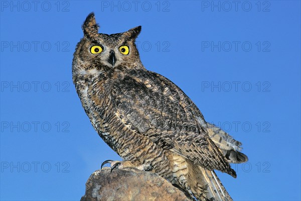 Great horned owl