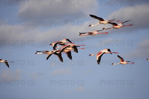 Lesser Flamingo