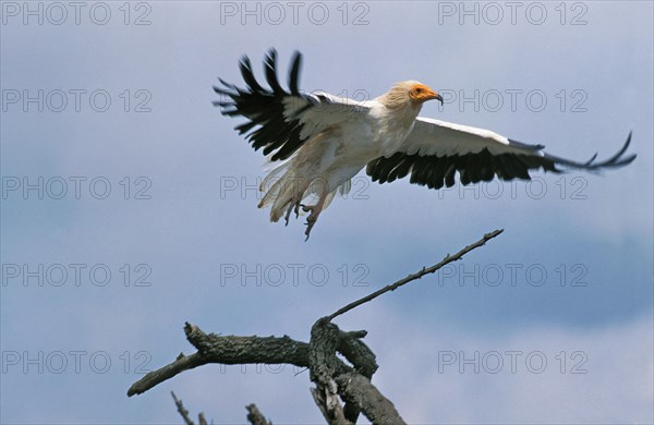 Egyptian Vulture