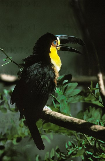 Ariel Toucan or Channel-Billed Toucan