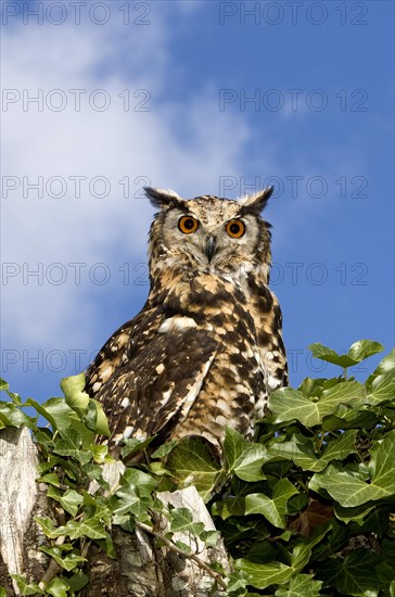 Cape Eagle Owl