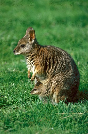 PARMA WALLABY