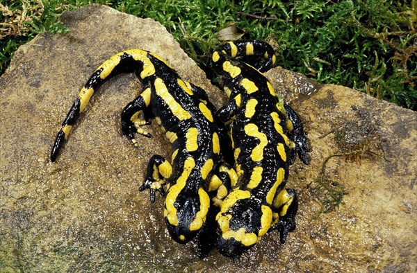 Fire salamander