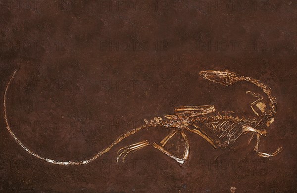 FOSSIL OF THE DINOSAUR coelophysis bauri