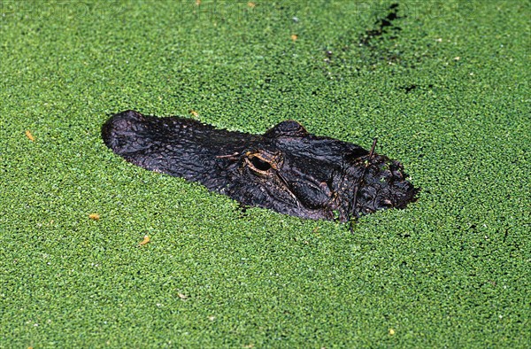 AMERICAN ALLIGATOR alligator mississipiensis