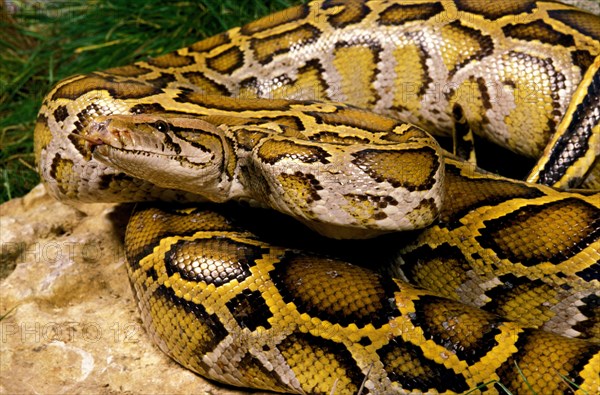 Indian python