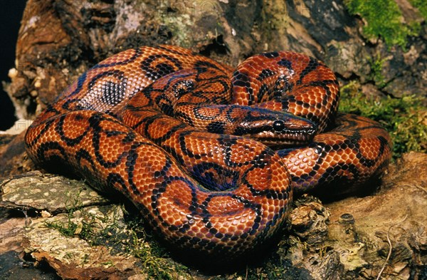 Rainbow boa