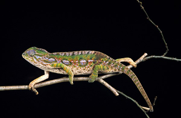 Madagascar jeweled chameleon