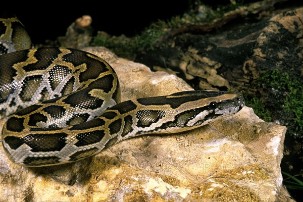 Indian python