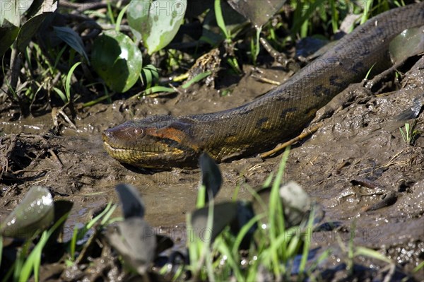 GREEN common anaconda