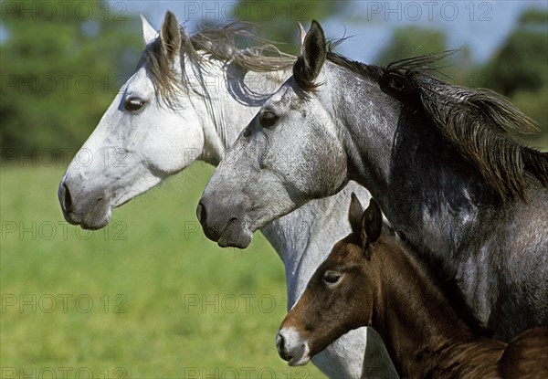 Lusitano horse