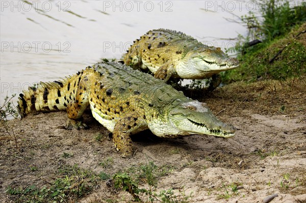 Orinoco Crocodile