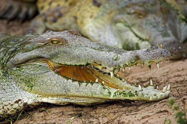 Orinoco Crocodile