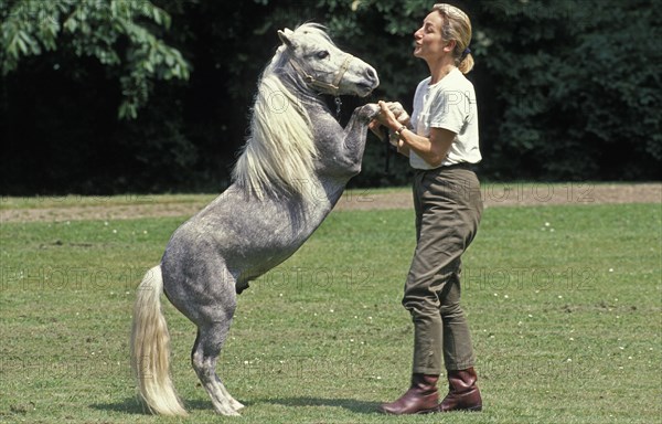 AMERICAN MINIATURE HORSE