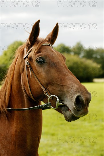 SELLE FRANCAIS HORSE