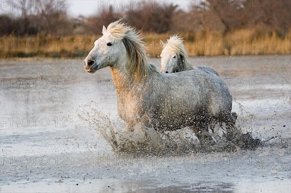 Camargue horses