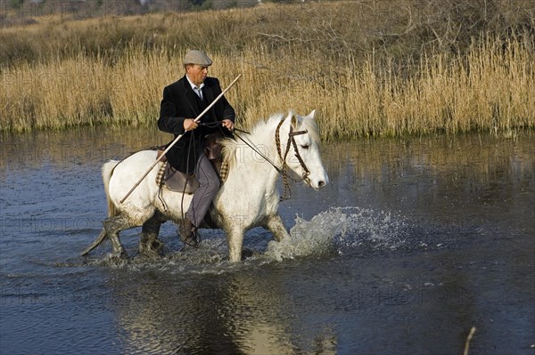 Camargue horse