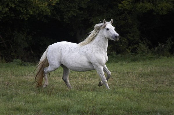 Connemara pony