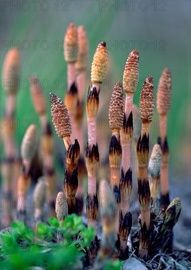 Field Horsetail