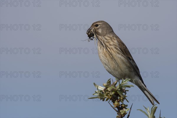 Linnet