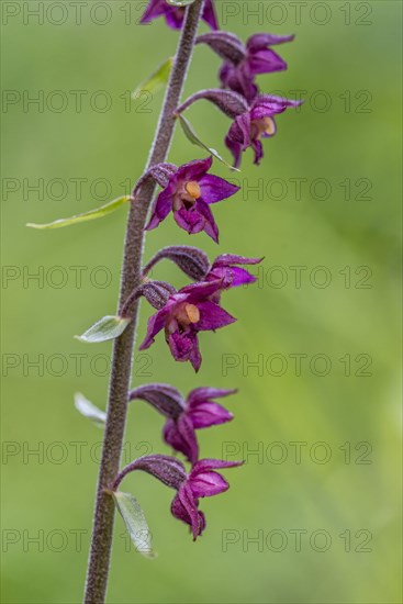 Dark red helleborine