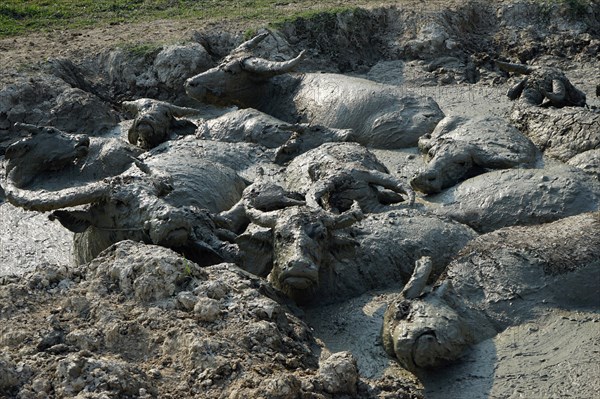 Water buffalo in mud hole