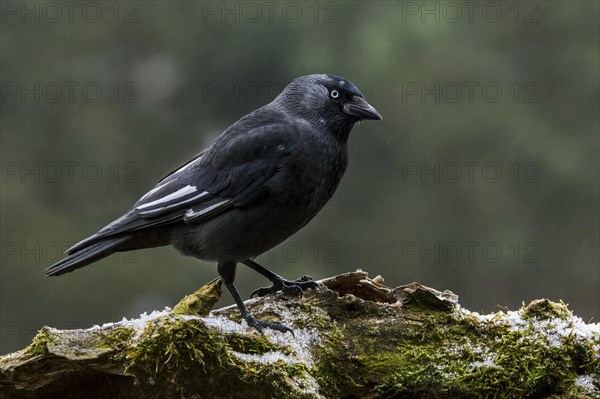 Leucistic Western jackdaw