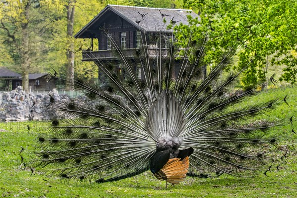 Behind the Indian peacock