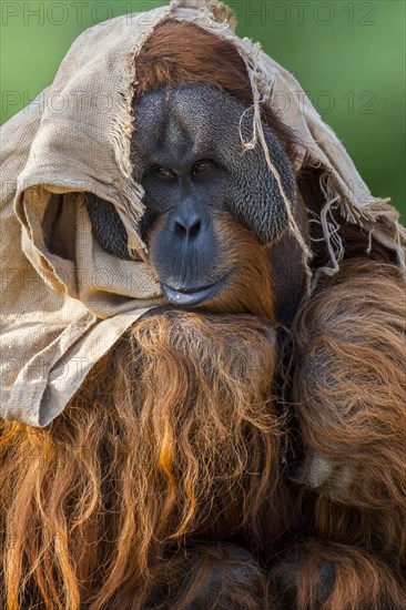 Sumatran orangutan