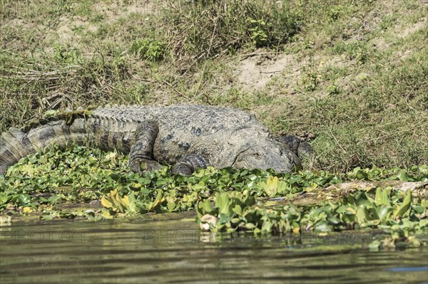 Mugger crocodile