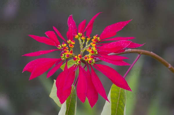 Nepalese Poinsettia Christmas Star