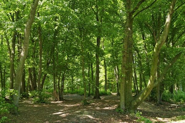 Forest with English oak